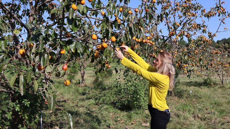 Fruit You Pick Yourself Fruit You Pick Yourself