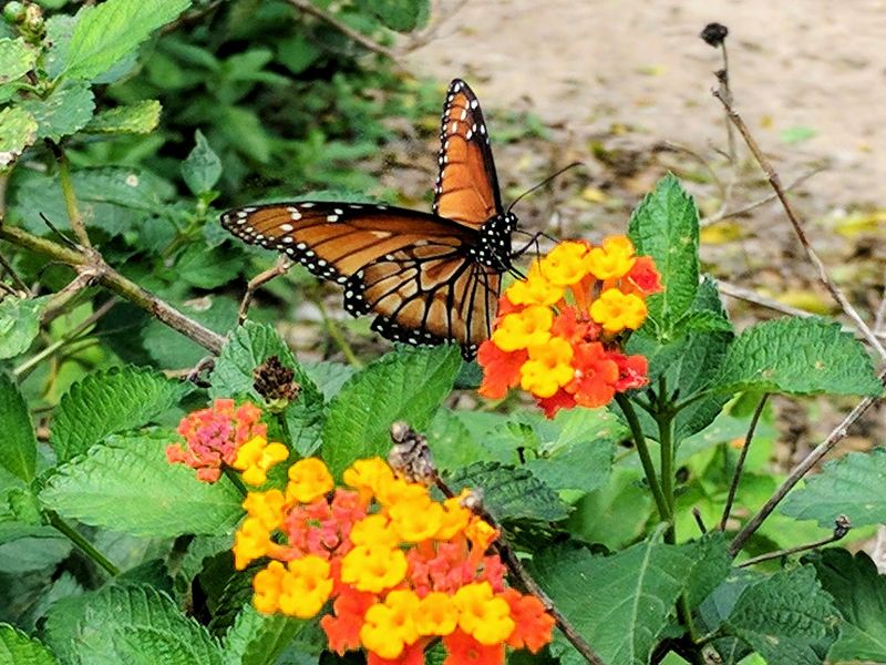 Gardens Planted With a Purpose