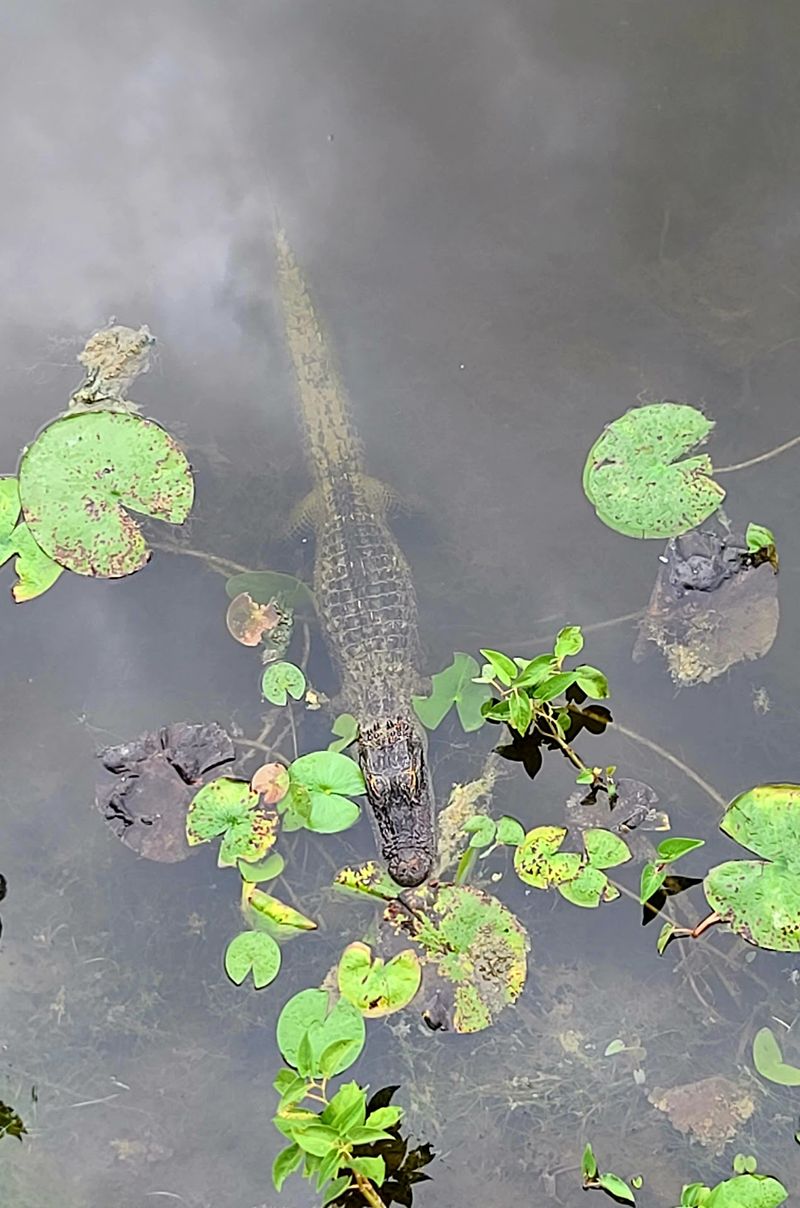 Gator Spotting, With Honest Odds Gator Spotting, With Honest Odds