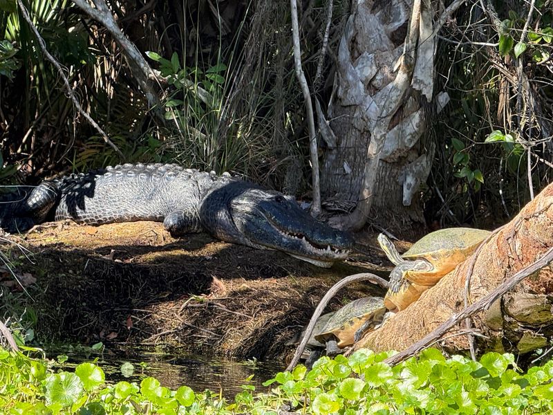 Gators, Deer, and Feathered Neighbors Gators, Deer, and Feathered Neighbors