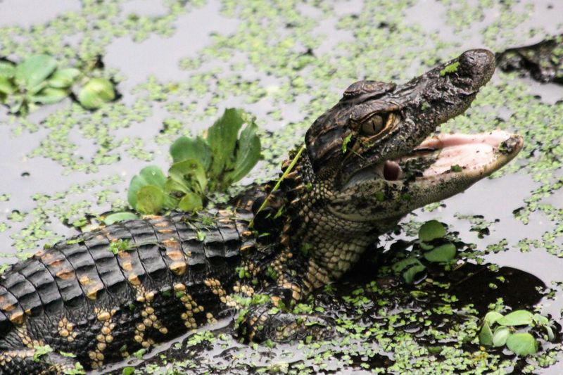 Gators, Raccoons, and Other Locals