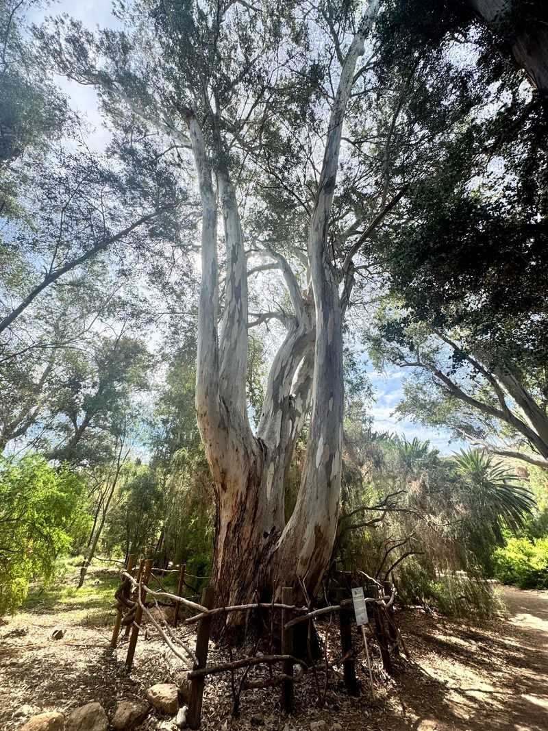 Giants of Red Eucalyptus Giants of Red Eucalyptus