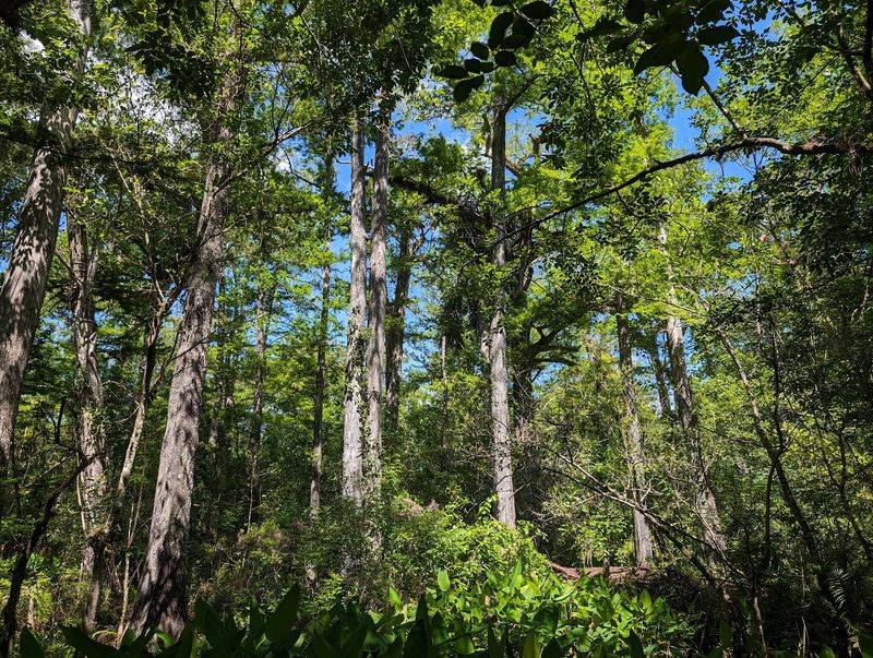 Giants of the Bald Cypress Forest