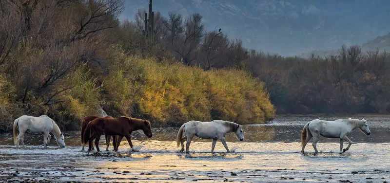 Give the horses room along the river Give the horses room along the river