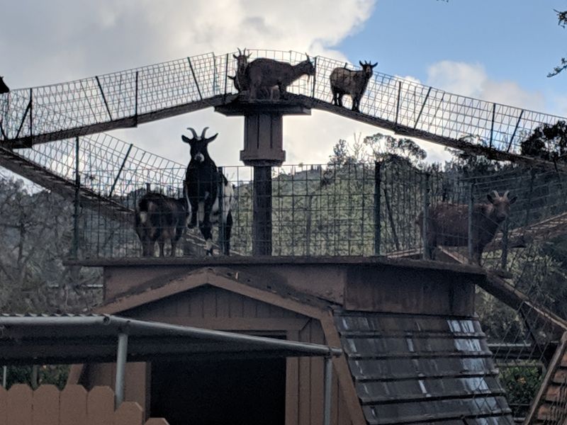 Goats, Alpacas, and a Few Feathered Friends Goats, Alpacas, and a Few Feathered Friends