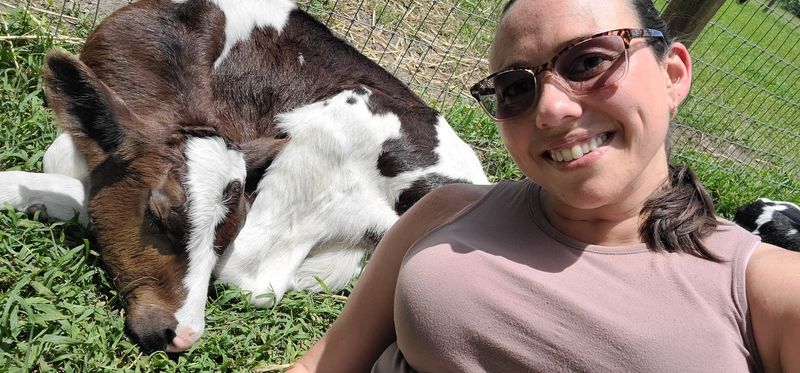Goats, Calves, and a Petting Zoo