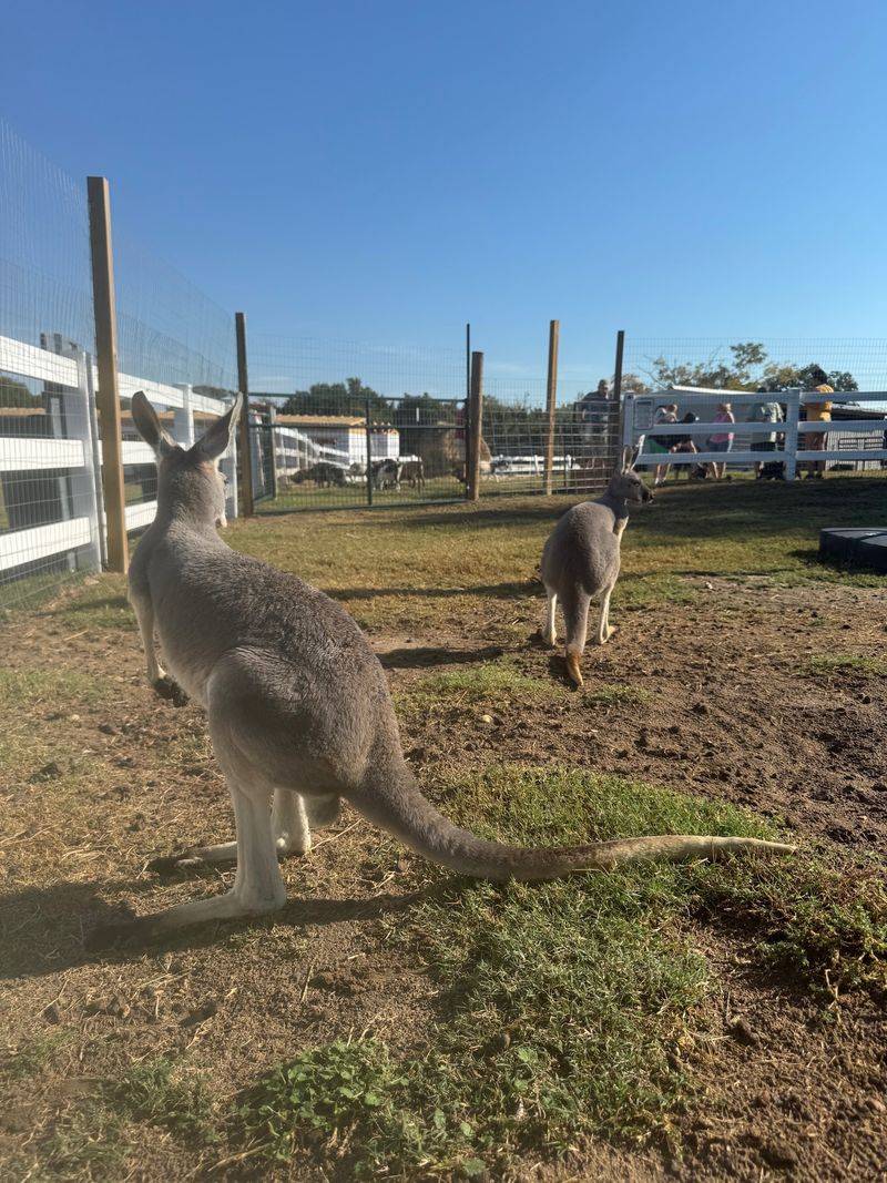 Goats, Pigs, Emus and a Few Surprises