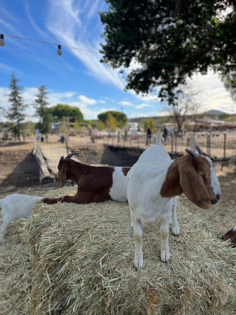 Goats, Zip Lines, and a Bounce Pad Goats, Zip Lines, and a Bounce Pad