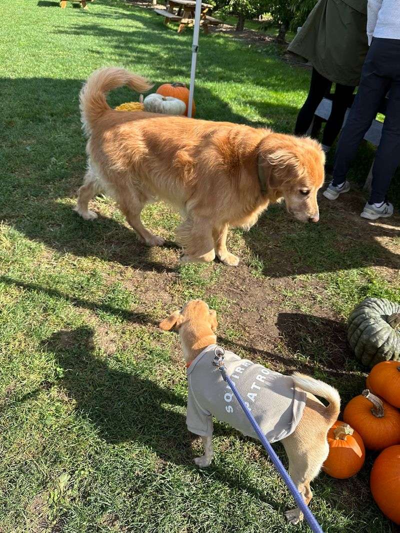 Golden Retrievers on Duty