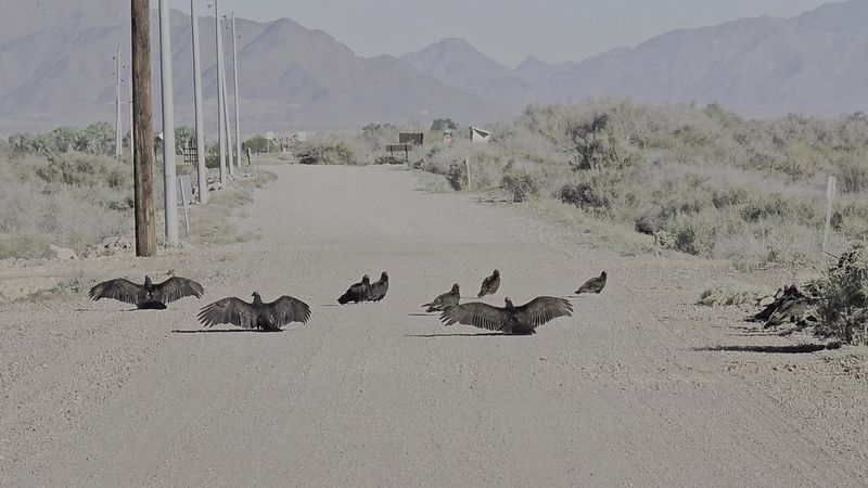 Goose Road Auto Tour and Short Trails