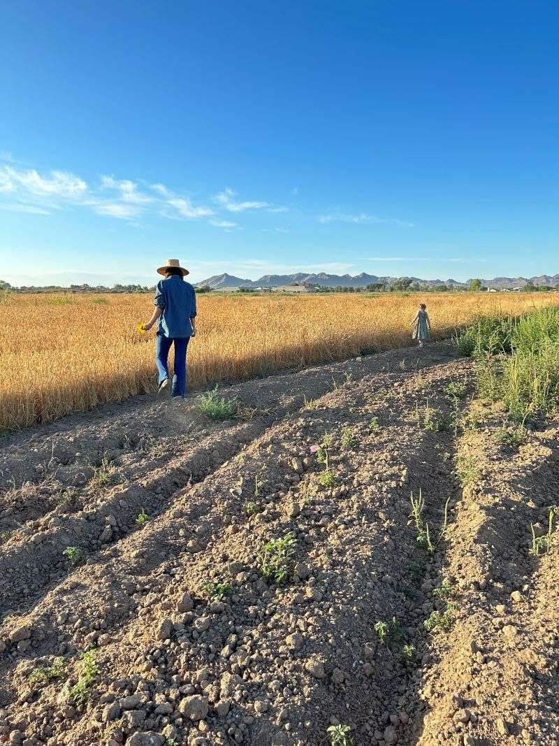 Grain Grown in Queen Creek and Coolidge Grain Grown in Queen Creek and Coolidge