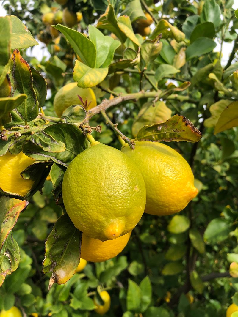Grapefruit, Lemons, and a Mix of Navels Grapefruit, Lemons, and a Mix of Navels