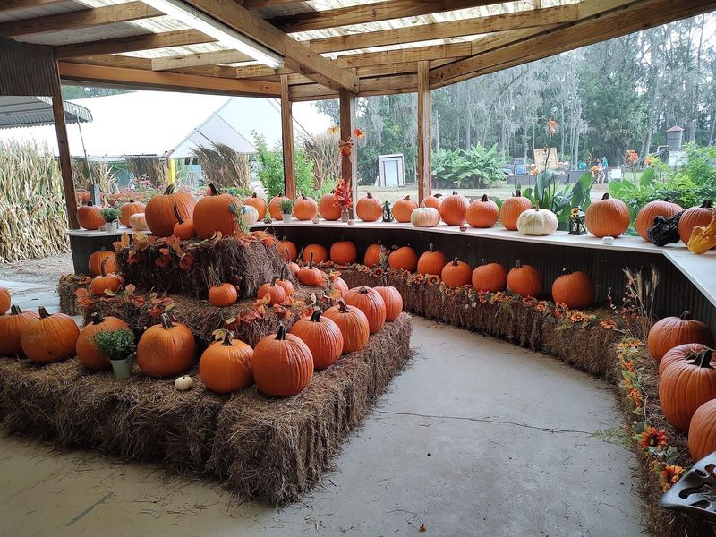 Great Scott Farms, Mt Dora, FL Great Scott Farms, Mt Dora, FL
