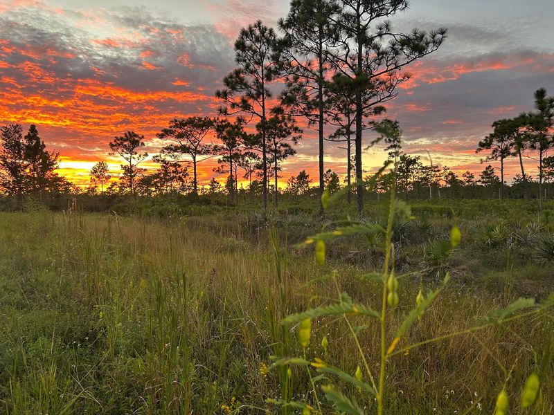 Hal Scott Regional Preserve and Park, Orlando, FL Hal Scott Regional Preserve and Park, Orlando, FL
