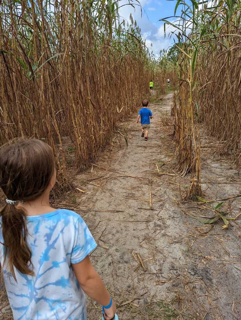 Harvest Holler Corn Maze and Pumpkin Patch, Polk City, FL Harvest Holler Corn Maze and Pumpkin Patch, Polk City, FL