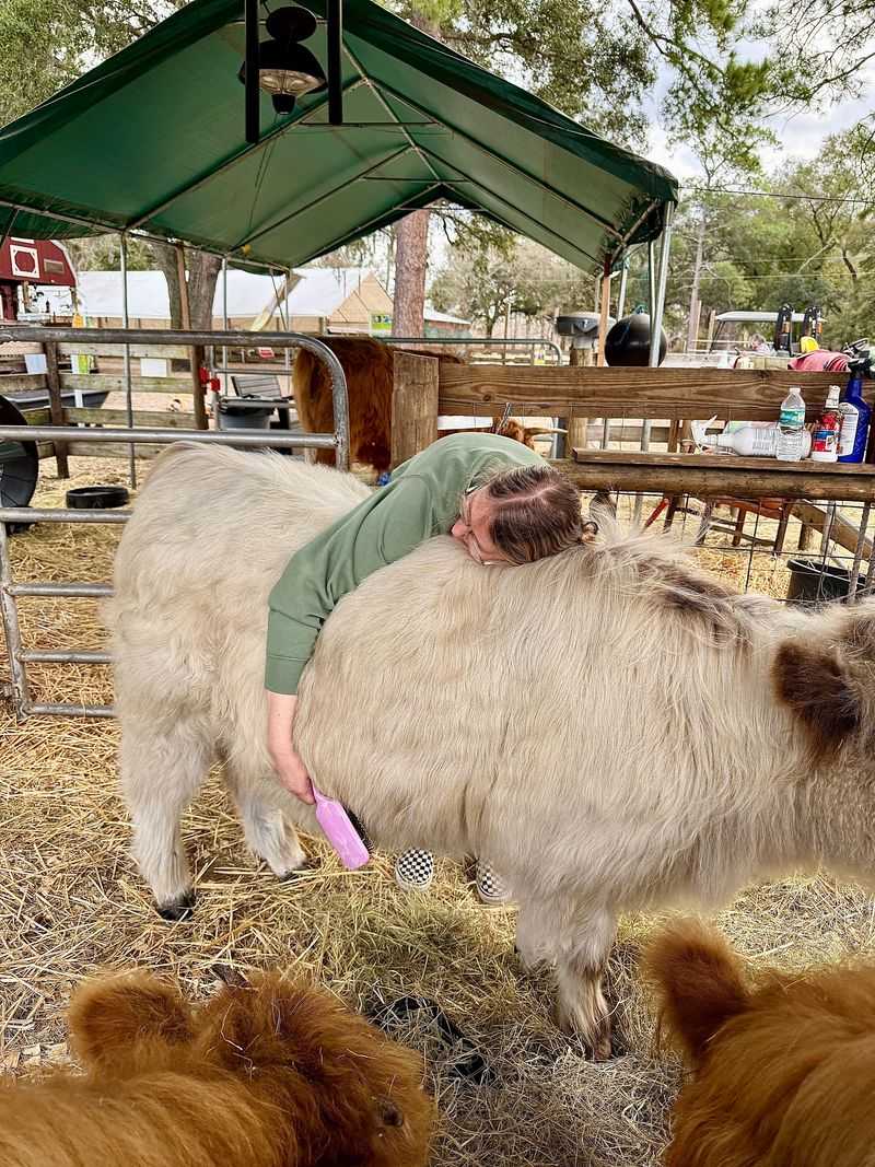 Highland Cow Cuddle Sessions Highland Cow Cuddle Sessions