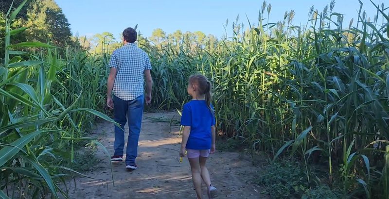 Hollow Oaks Corn Maze, High Springs, FL Hollow Oaks Corn Maze, High Springs, FL
