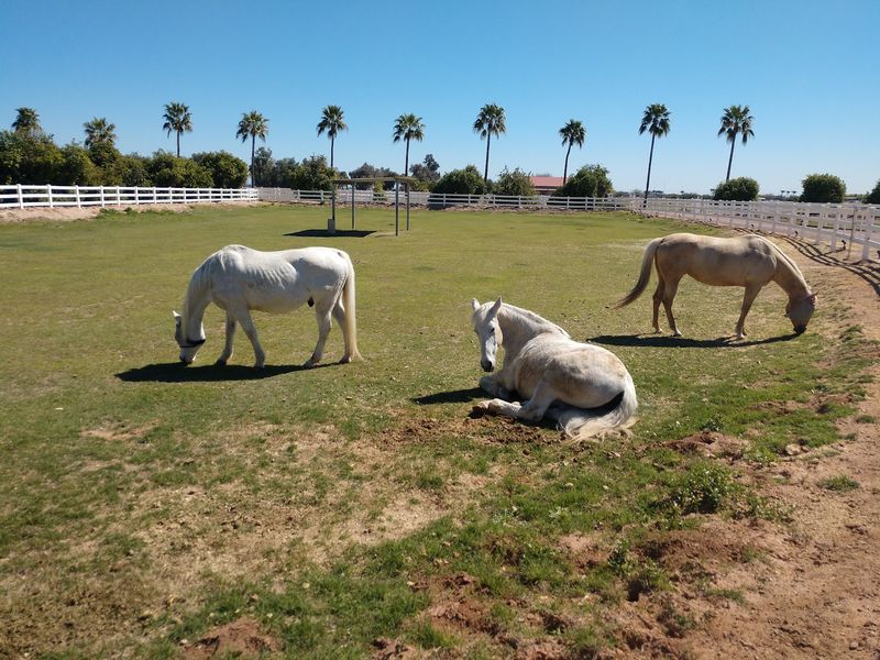 Horses Among the Rows Horses Among the Rows