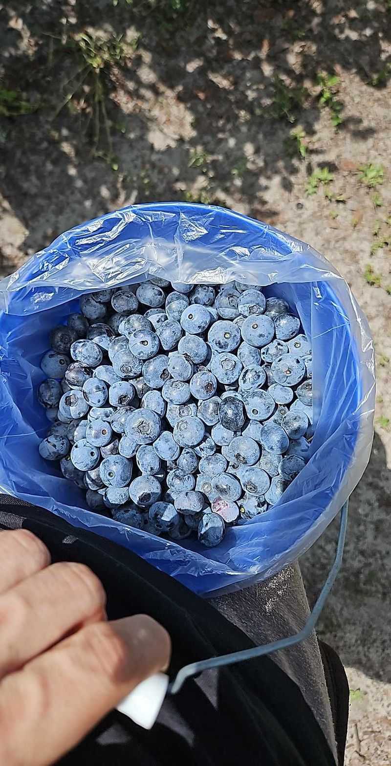 How Much Can You Pick in Half an Hour