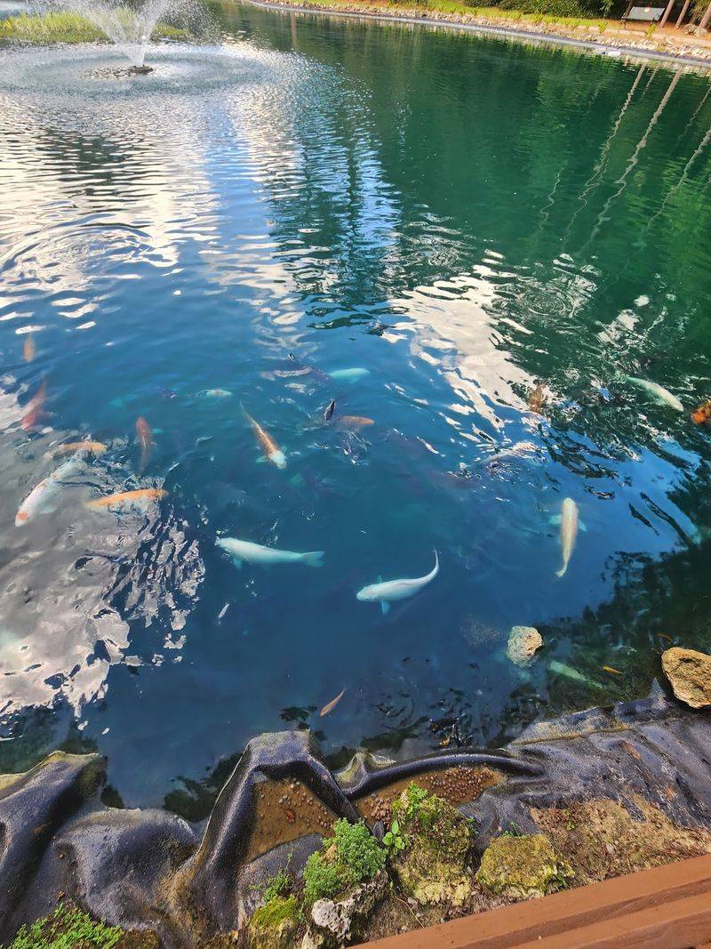 Koi Fish With Big Appetites