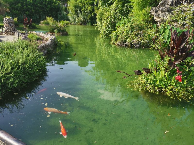 Koi, Turtles And Friendly Fins