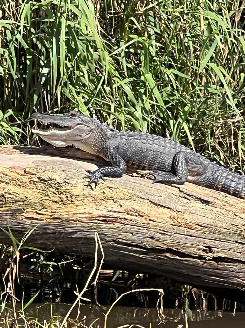 Lake Jesup and Its Scaly Residents