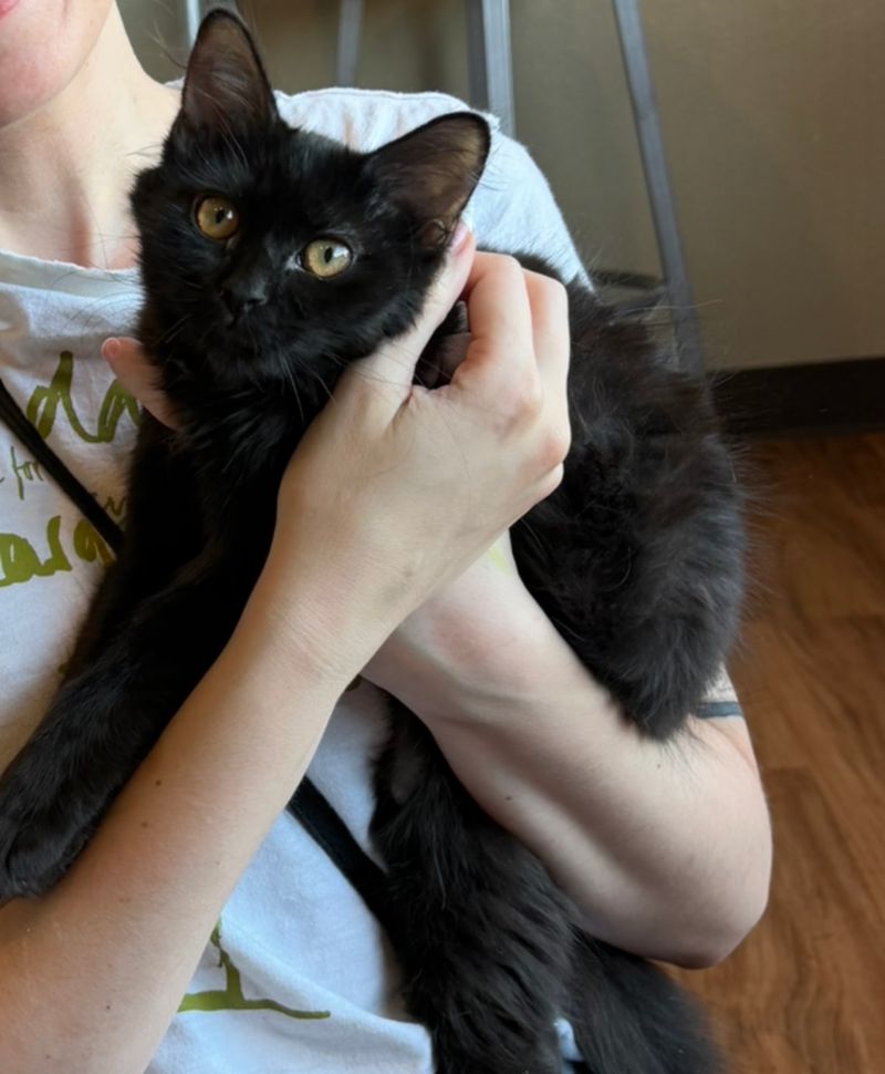 Leaving With a Lap Cat, or Just a Smile