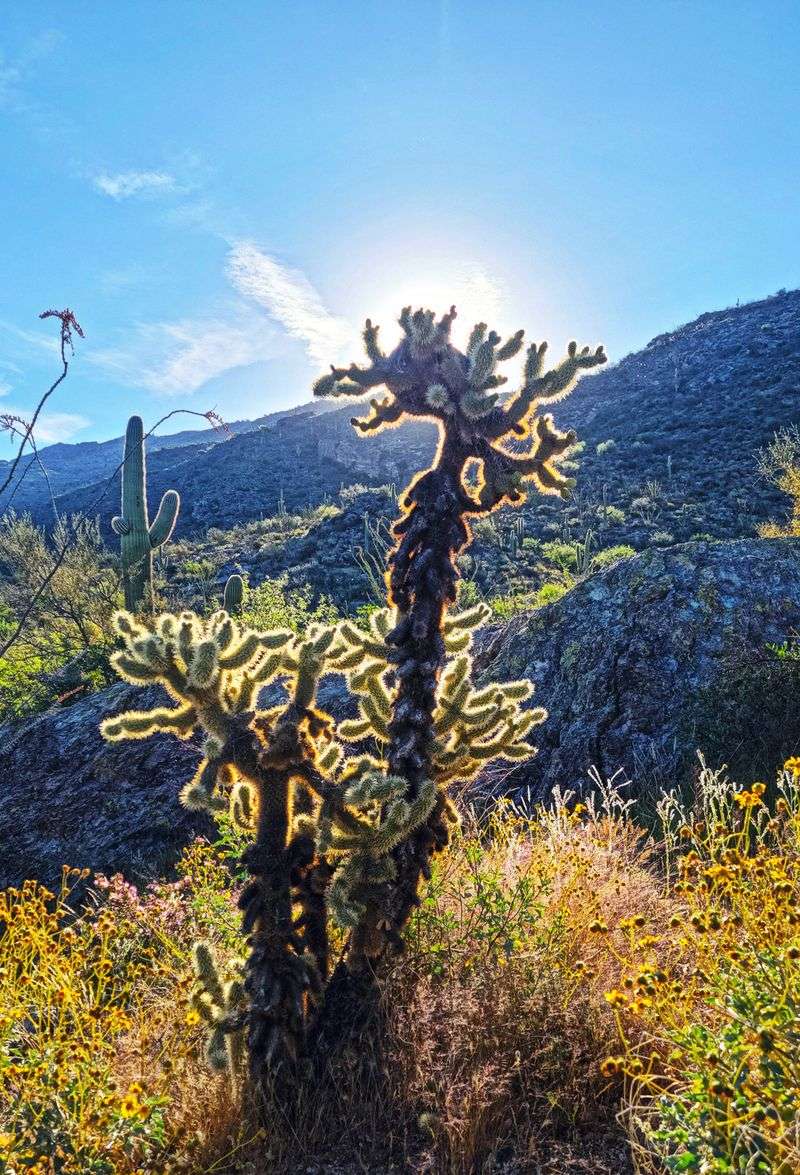 Lessons From Prickly Neighbors Lessons From Prickly Neighbors