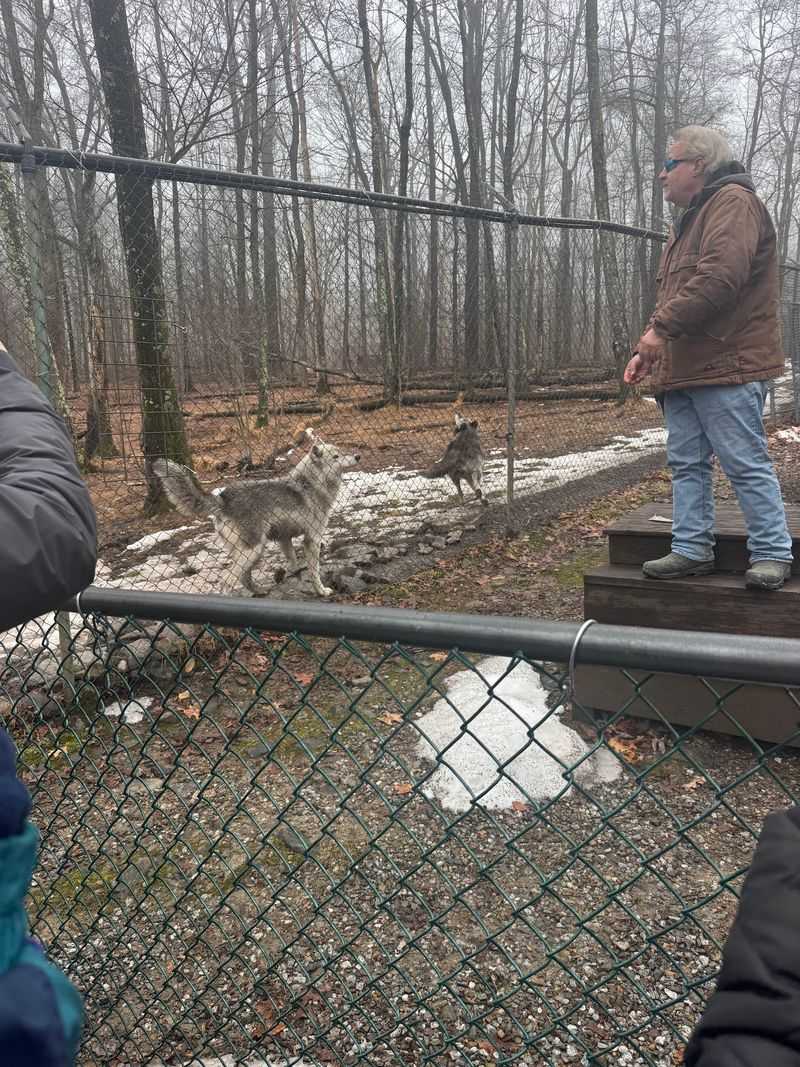 Lessons Wrapped In Wolf Stories