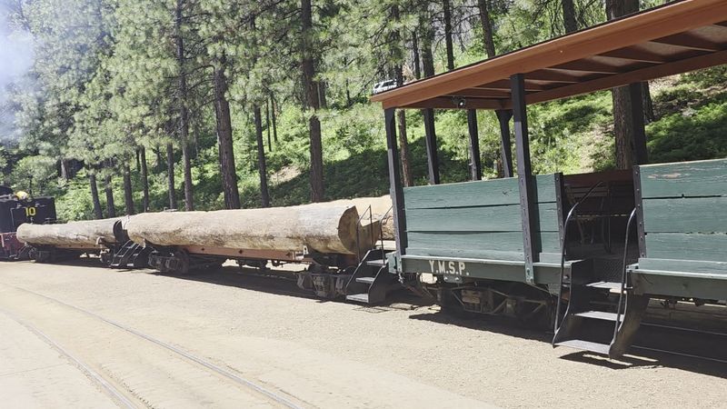 Logging Roots Along the Rails