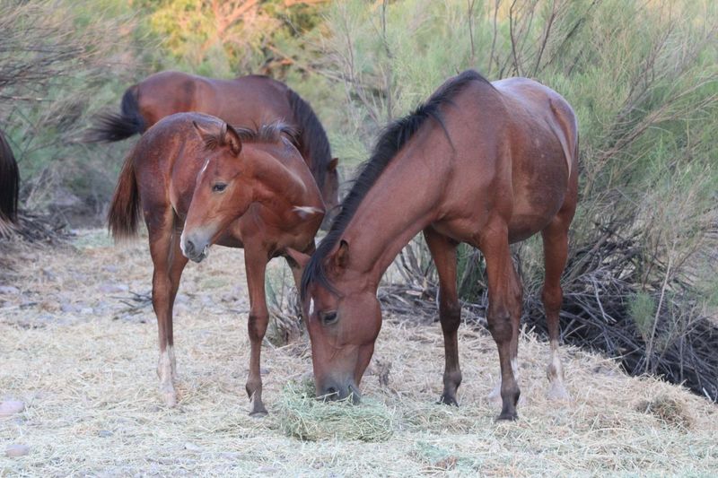 Management is shaping the herd’s future Management is shaping the herd’s future