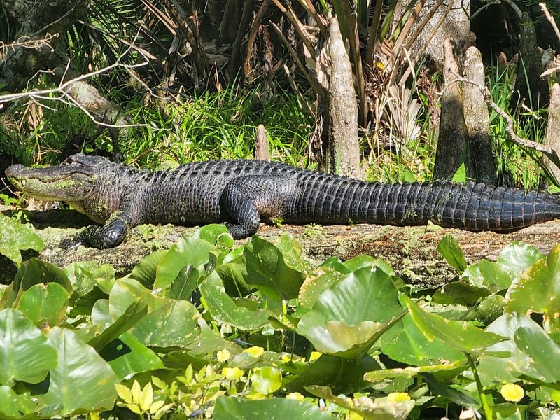 Manatees, Gators, and a Long Guest List Manatees, Gators, and a Long Guest List