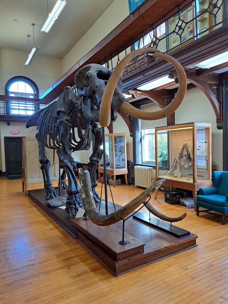 Mastodons, Dinosaurs, and a Saber-Tooth Skull Mastodons, Dinosaurs, and a Saber-Tooth Skull