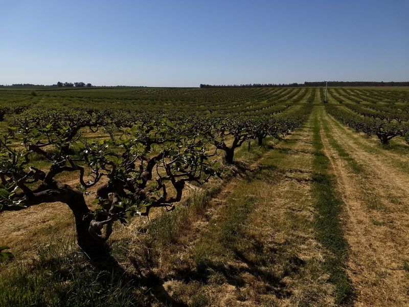 Maywood Farms, Corning, CA