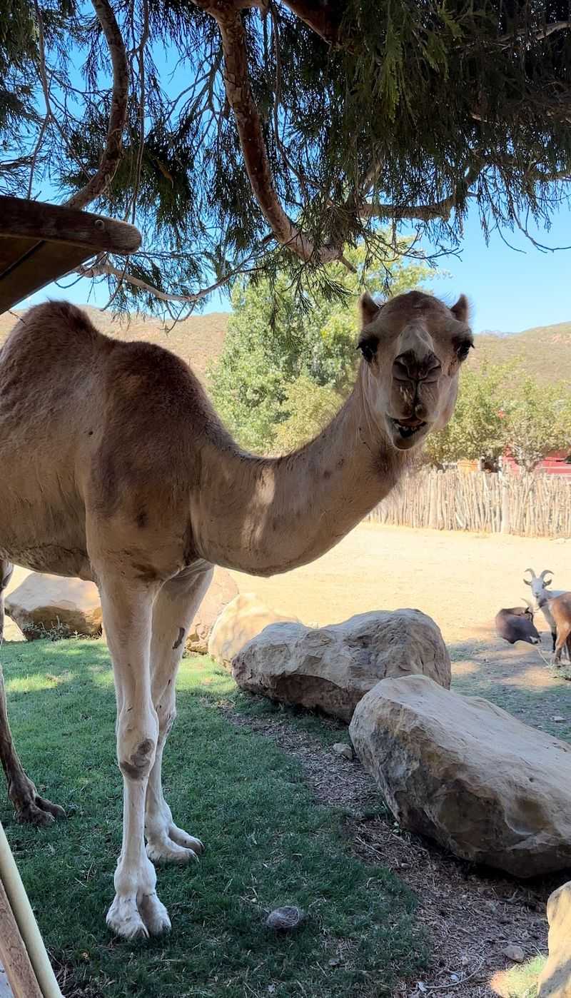 Meet Albert, the Camel With Fans
