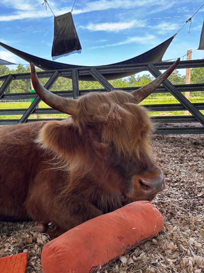Meet Jett, Phoebe, and the Heifers Meet Jett, Phoebe, and the Heifers