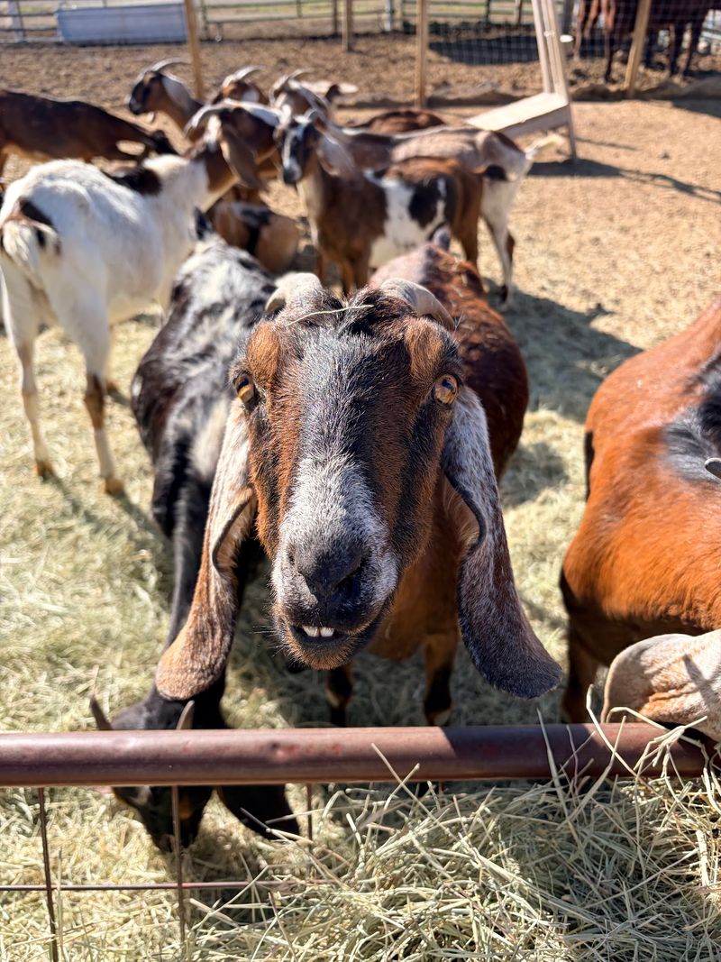 Meet the Four-Legged Welcome Committee Meet the Four-Legged Welcome Committee