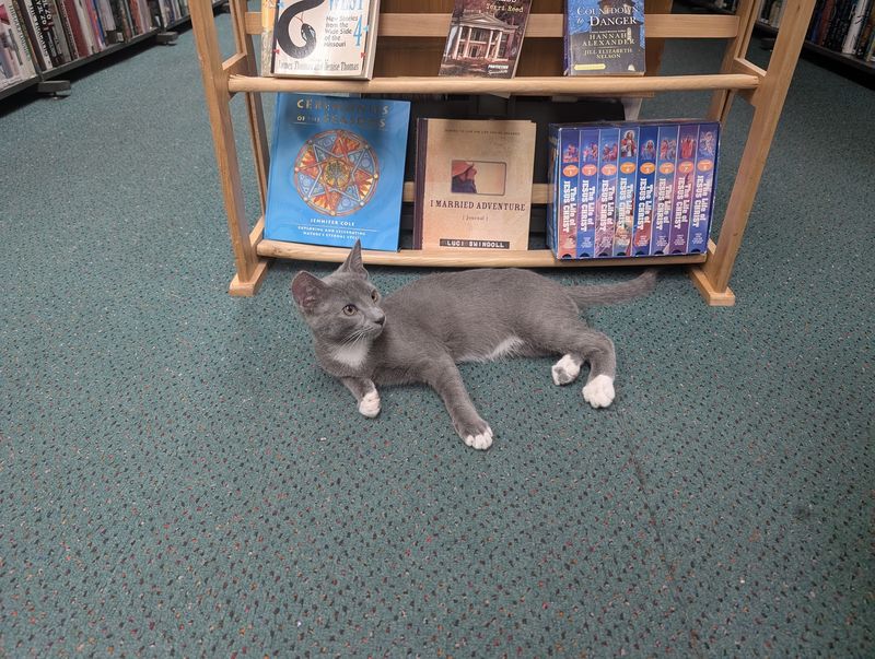 Meet the Furry Staff Members