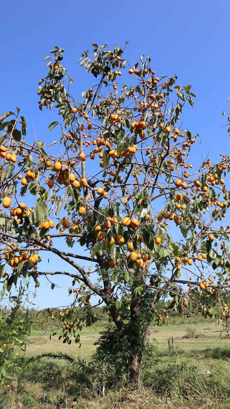 Meet the Jujube Meet the Jujube