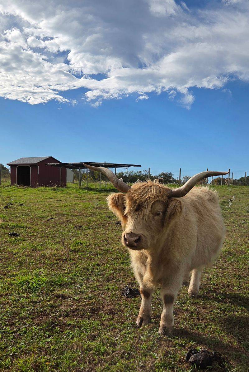 Meet the Mini Cows Herd Meet the Mini Cows Herd