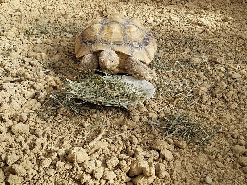 Meet the Tortoise Everyone Talks About Meet the Tortoise Everyone Talks About