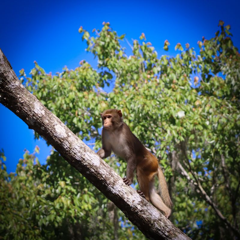 Monkey Business Around Mile Four Monkey Business Around Mile Four
