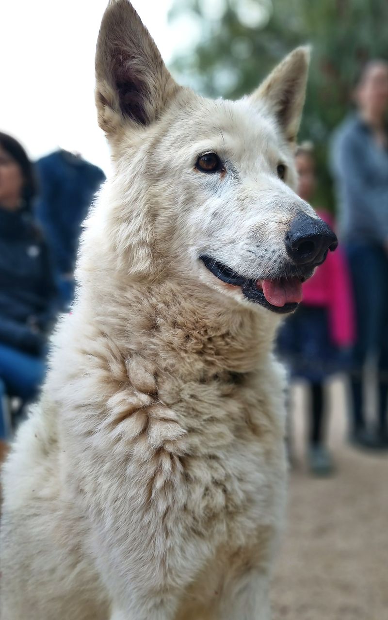 Monkeys, Baboons and Wolf Dogs Monkeys, Baboons and Wolf Dogs