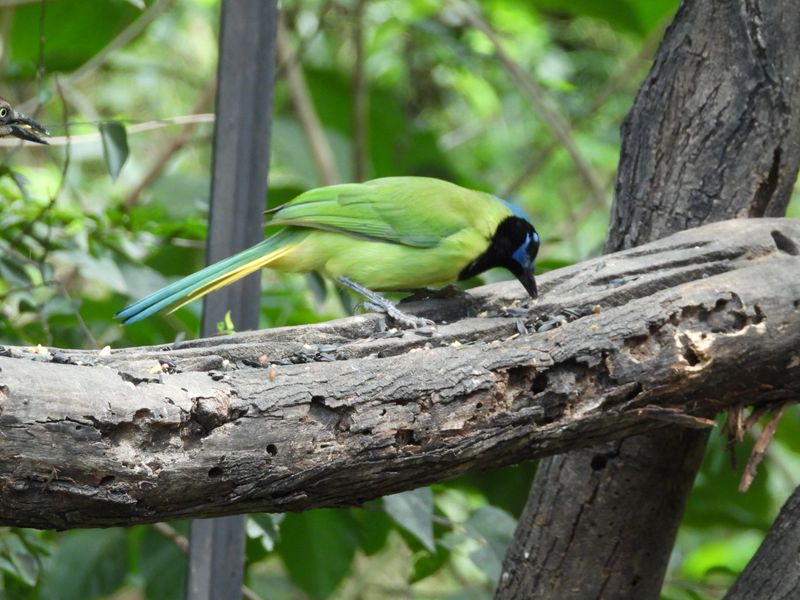 Nearly 300 Bird Species on the Checklist