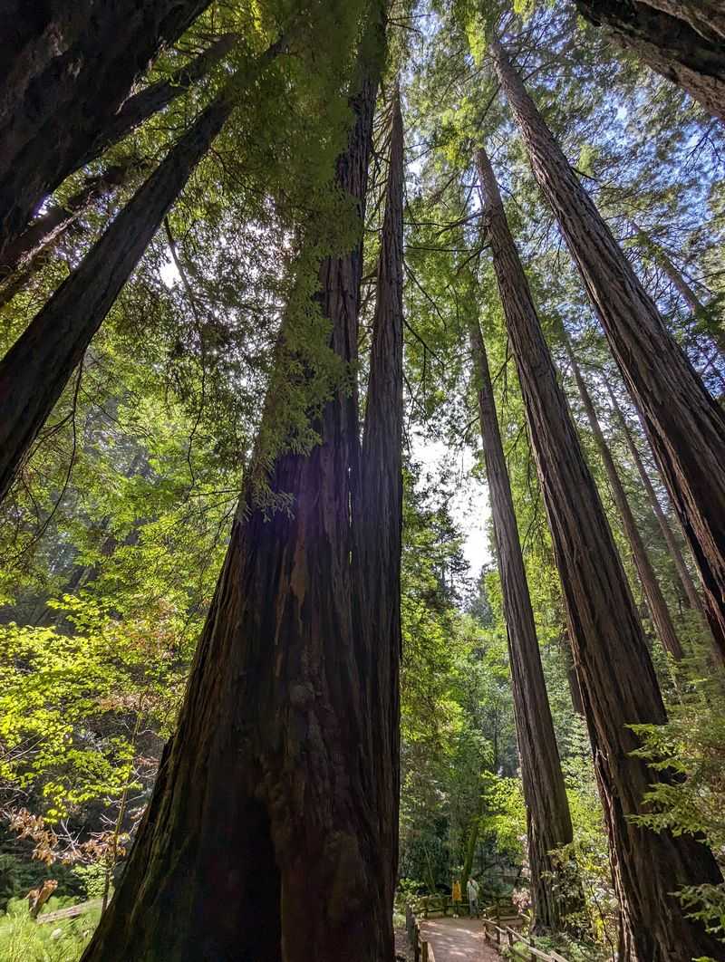 Old Giants With a Story to Tell Old Giants With a Story to Tell