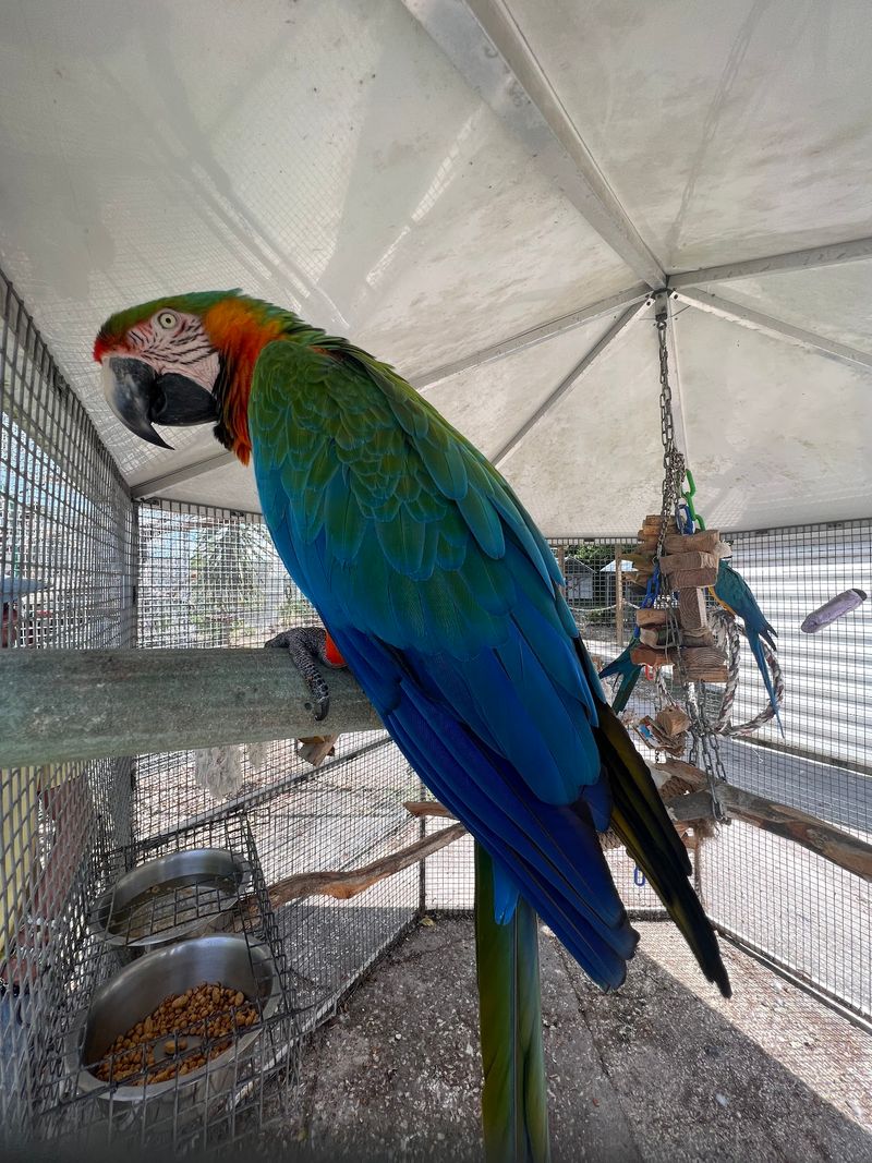 Old MacDonald Had a Parrot