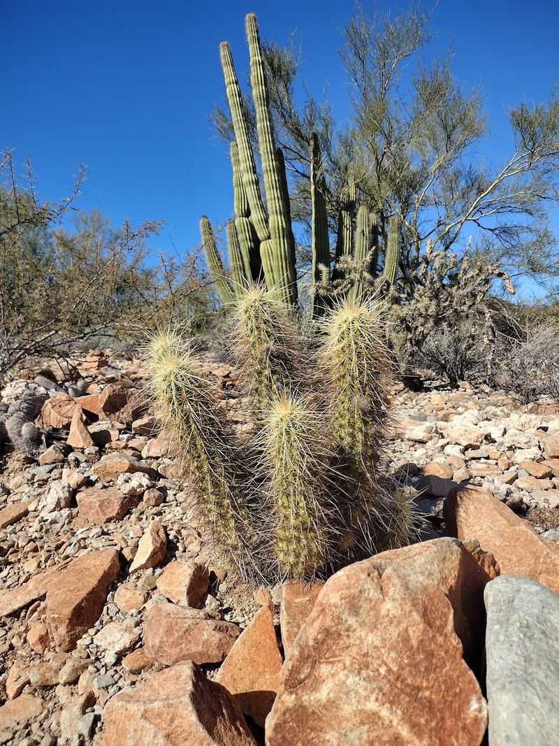 Organ Pipe Cactus National Monument, Ajo, AZ Organ Pipe Cactus National Monument, Ajo, AZ