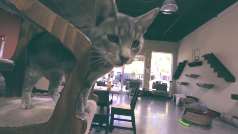 Orlando Cat Café, Clermont, FL Orlando Cat Café, Clermont, FL