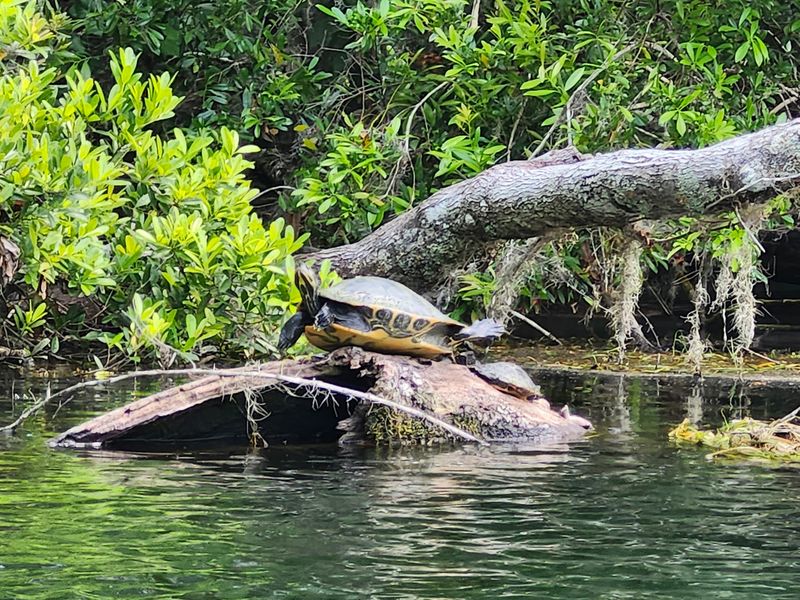 Otters, Turtles, and the Odd Gator Otters, Turtles, and the Odd Gator