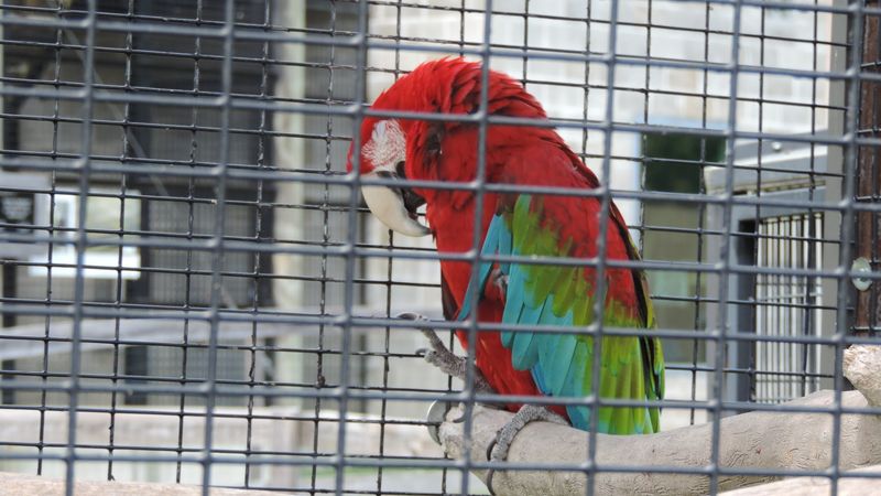 Parrots and Other Feathered Residents Parrots and Other Feathered Residents